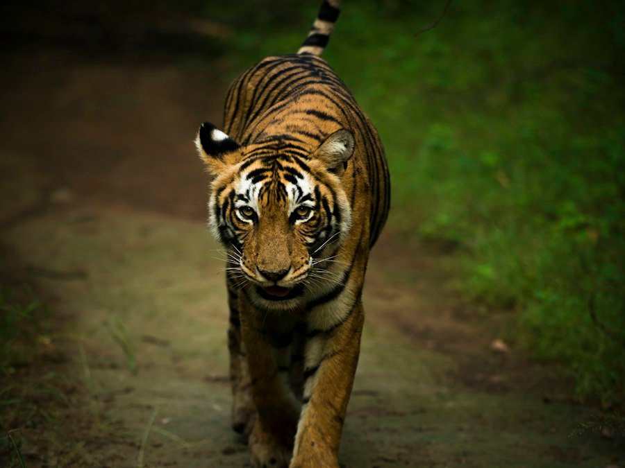 Ranthambore Tiger Safari